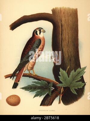 La kestrel américaine, Falco sparverius, avec nid et œuf. Chromolithographe d'après une illustration d'Edwin Sheppard de Thomas George Gentrys nids et oeufs des oiseaux des États-Unis, J.A. Wagenseller, Philadelphie, 1881. Banque D'Images