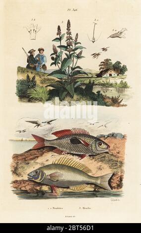 Blotched picarel Spicara maena, 1,2, et de menthe, Mentha piperita ×. Mendoles, Menthe. Gravure coloriée par Felix-Edouard Guerin-Meneville de Pedretti's Dictionnaire pittoresque d'Histoire Naturelle (Dictionnaire pittoresque d'Histoire Naturelle), Paris, 1834-39. Banque D'Images