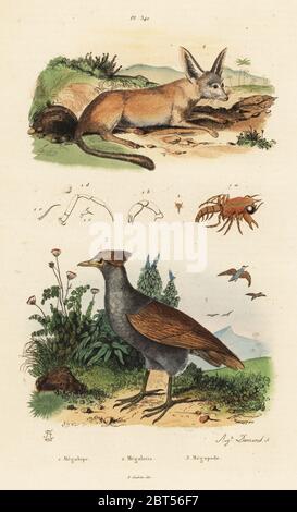 , Crabe Carcinus maenas 1 Fennec, le Renard, Vulpes zerda 2, et la Nouvelle Guinée, scrubfowl Megapodius decollatus 3. Megalope, Megalotis, Megapode. Gravure coloriée par Auguste Dumeril après une illustration par Adolph Felix-Edouard Guerin-Meneville de frites's Dictionnaire pittoresque d'Histoire Naturelle (Dictionnaire pittoresque d'Histoire Naturelle), Paris, 1834-39. Banque D'Images