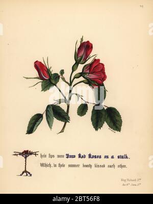 Roses rouges (le roi Richard III). Handcoioured illustration botanique dessiné et lithographié par Jane Elizabeth Giraud à partir des fleurs de Shakespeare, jour et Haghe, Londres, 1845. Banque D'Images