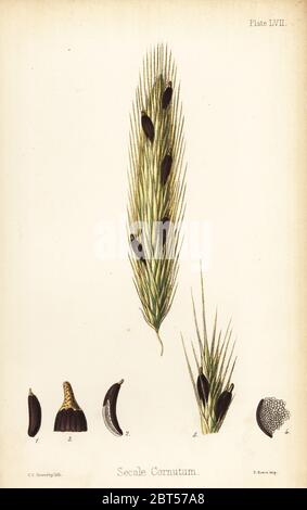 De l'ergot de seigle, Claviceps purpurea (Secale cornutum). Lithographie coloriée par Charlotte Caroline baleine à partir de la flore de l'île Hamilton, Homeopathica Bailliere, Londres, 1852. Banque D'Images