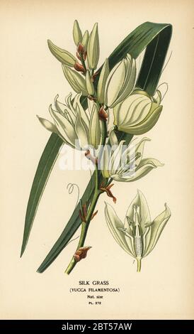 Herbe de soie, Yucca filamentosa. Chromolithographe tiré d'une illustration de Desire Bois d'Edward Steps Favorite Flowers of Garden and Greenhouse, Frederick Warne, Londres, 1896. Banque D'Images