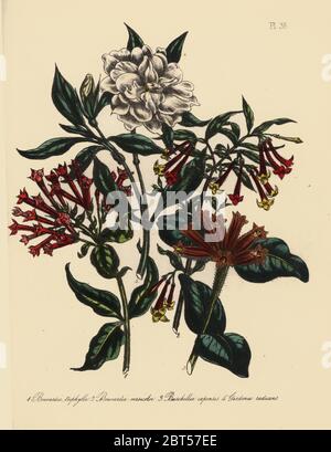 Trois feuilles, bouvardia triphylla Bouvardia, trompette fleur, bouvardia Bouvardia versicolor, Cap-burchellia Burchellia, capensis, nain et Cape jasmin, Gardenia radicans. Handfinished chromolithographie par Henry Noel Humphreys après une illustration par Jane Loudon de Loudon Madame Jane's Ladies Jardin de fleurs ou plantes de serre ornementales, William S. Orr, Londres, 1849. Banque D'Images