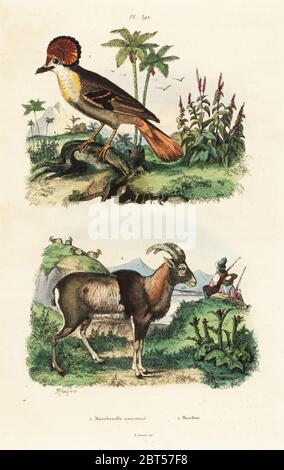 Mouflon, Onychorhynchus coronatus 1, et Ovis orientalis orientalis 2 Moucherolle couronne, Mouflon. Gravure en acier de couleur main par du casse d'après une illustration par Adolph Fries du Dictionnaire Pittoresque d'Histoire naturelle de Felix-Edouard Guerin-Meneville, Paris, 1834-39. Banque D'Images