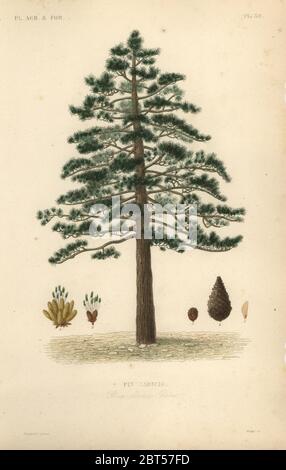 PIN noir ou pin autrichien, Pinus nigra subsp. Laricio, Pinus laricio, PIN laricio. Gravure en acier de couleur main par Oudet d'après une illustration botanique d'Edouard Maubert de Pierre Oscar Reveil, A. Dupuis, FR. Gerard et François Herincqs la Regne Vegetal : planètes Agricoles et Forestières, L. Guerin, Paris, 1864-1871. Banque D'Images