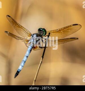 Dragonfly bleu mâle (Pachydipax longipennis) debout sur un bâton, Pine Glades Natural Area, Jupiter, Palm Beach County, Floride, États-Unis Banque D'Images