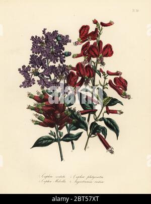 Cuphea en forme de cœur, Cuphea cordata, large-centré, Cuphea cuphea platycentra général, Melville, cuphea melvilla Cuphea, Indiens, et Lagerstroemia Lagerstroemia indica. Handfinished chromolithographie par Henry Noel Humphreys après une illustration par Jane Loudon de Loudon Madame Jane's Ladies Jardin de fleurs ou plantes de serre ornementales, William S. Orr, Londres, 1849. Banque D'Images