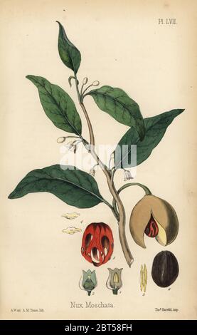 Muscade et macis myristica fragrans (arbre, Nux moschata). Lithographie coloriée par H Traice après une illustration par A.W. à partir de la flore de l'île Hamilton, Homeopathica Bailliere, Londres, 1852. Banque D'Images