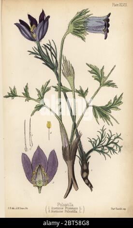 Petit pasque flower, Anemone pratensis 1 et pasqueflower Pulsatilla vulgaris, (Anémone pulsatilla) 2. Lithographie coloriée par H Traice après une illustration par Edward Hamilton de Edward Hamilton's Flora Homeopathica, Bailliere, Londres, 1852. Banque D'Images