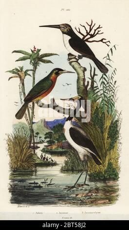 Stork, Jabiru mycteria, bruant à queue Galbula ruficauda, jacamar et trois doigts, Jacamaralcyon jacamar tridactyla. Gravure coloriée dessiné et gravé par Adolph Felix-Edouard Guerin-Meneville de frites's Dictionnaire pittoresque d'Histoire Naturelle (Dictionnaire pittoresque d'Histoire Naturelle), Paris, 1834-39. Banque D'Images