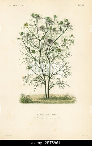 Diable dans un Bush ou amour dans un brouillard, Nigella arvensis, Nigelle des champs. Gravure en acier de Lebrun à la main, d'après une illustration botanique de Charles Louis Constans de Pierre Oscar Reveil, A. Dupuis, FR. Gerard et François Herincqs la Regne Vegetal: Flore Médicale, L. Guerin, Paris, 1864-1871. Banque D'Images