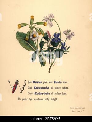 Pâquerettes, violettes, et coucou Ladiesmocks-boutons (d'amour perdues). Handcoioured illustration botanique dessiné et lithographié par Jane Elizabeth Giraud à partir des fleurs de Shakespeare, jour et Haghe, Londres, 1845. Banque D'Images