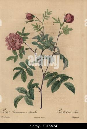 Cannelle rose rose, Rosa majalis. Rosa cinnamomea maialis, Rosier de mai. Stipple gravure sur cuivre par Jean Baptiste Chapuy coloriée à la une poupee après une illustration botanique par Pierre-Joseph Redoute de la première édition de folio Les Roses, Firmin Didot, Paris, 1817. Banque D'Images