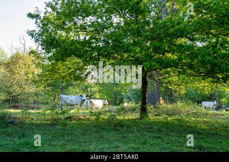 Taureau BOS. Le bétail blanc britannique parmi les arbres du parc de Blenheim, au début de la matinée du printemps. Woodstock, Oxfordshire, Angleterre Banque D'Images