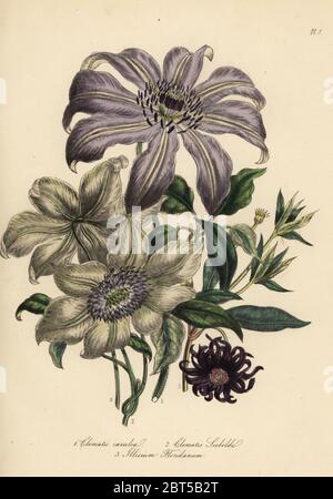 Variétés CLÉMATITE Clematis clematis, bleu : caerulea, beaucoup de fleurs, de clématites Clematis sieboldii, et la Floride, Clematis anis Illicium floridanum. Handfinished chromolithographie par Noel Humphreys après une illustration par Jane Loudon de Loudon Madame Jane's Ladies Jardin de fleurs ou plantes de serre ornementales, William S. Orr, Londres, 1849. Banque D'Images