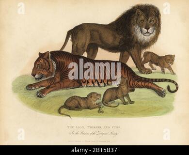 Lion, Pantera leo, Tigre, Panthera tigris, et des petits hybrides dans les jardins de la Société zoologique. Coperplate de couleur main gravée par I. W. Cook après W. Berthoud de William Smellies, traduction du comte Georges Buffons Histoire de la Terre et nature animée, Thomas Kelly, Londres, 1829. Banque D'Images