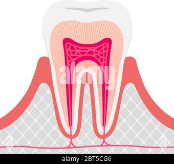 Illustration vectorielle plate de l'anatomie des dents saine / pas de texte Illustration de Vecteur