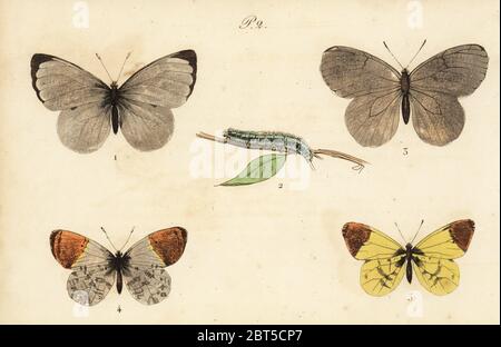 Papillon blanc du chou Pieris brassicae, 1,2, noir-blanc veiné, Aporia crataegi 3, orange tip, Anthocharis cardamines et 4 orange Provence tip, Anthocharis euphenoides 5. Lithographie coloriée de Musée du naturaliste dedie a la Jeunesse, l'Histoire des Papillons, Hippolyte et Polydor Pauquet, Paris, 1833. Banque D'Images