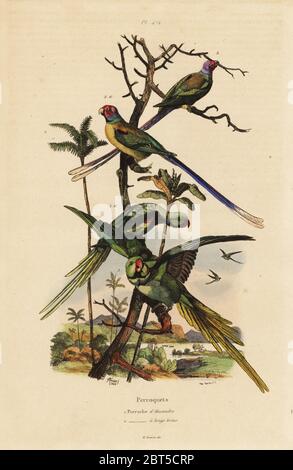 Alexandrine parakeet Psittacula eupatria,, et à longue queue, parakeet Psittacula longicauda Perruche d'Alexandre et perruche un longs brins. Gravure coloriée par du casse après une illustration par Adolph Felix-Edouard Guerin-Meneville de frites's Dictionnaire pittoresque d'Histoire Naturelle (Dictionnaire pittoresque d'Histoire Naturelle), Paris, 1834-39. Banque D'Images