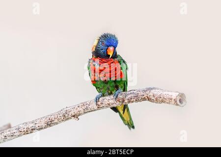 Un petit perroquet de Lorikeet coloré assis sur la branche de l'arbre et regardant dans la caméra. Magnifique oiseau animal tropical sauvage. Beauté de la nature sauvage. Banque D'Images