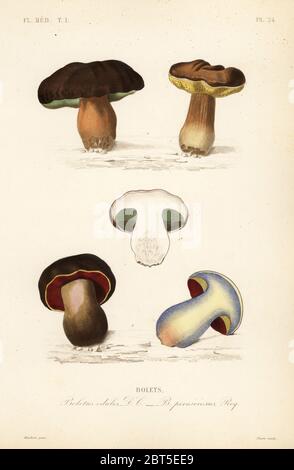 Le petit pain ou le champignon porcini, Boletus edulis, et le boléte luride, Suillellus luridus, Boletus perniciosus. Gravure en acier de couleur main par Pierre d'après une illustration botanique d'Edouard Maubert de Pierre Oscar Reveil, A. Dupuis, FR. Gerard et François Herincqs la Regne Vegetal: Flore Médicale, L. Guerin, Paris, 1864-1871. Banque D'Images