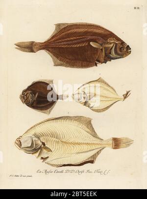 La plie Pleuronectes platessa européenne, 1,2 et barbue Scophthalmus rhombus, 3,4. Le turbot de l'ONU ou é du cote droit, Platessa, du cote gauche, é ou losange du cote gauche, petite é du mem cote. La gravure sur cuivre coloriée après une illustration par Johann Christoph Keller de Georg Wolfgang Knorr's Deliciae Naturae Selectae de Kabinet van Zeldzaamheden der Natuur, Blusse et Fils, Nuremberg, 1771. Des spécimens provenant d'un cabinet de curiosités ou Wunderkammer administré par le Dr Christoph Jacob Trew à Nuremberg. Banque D'Images