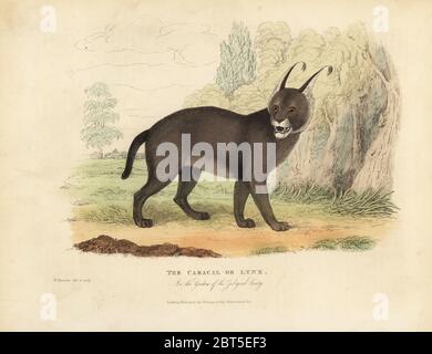 Le Caracal, Caracal ou lynx eurasien, Lynx lynx, dans les Jardins de la Société zoologique. Copperplate de couleur main dessinée et gravée par W. Panormo de William Smellies, traduction du comte Georges Buffons Histoire de la Terre et nature animée, Thomas Kelly, Londres, 1829. Banque D'Images