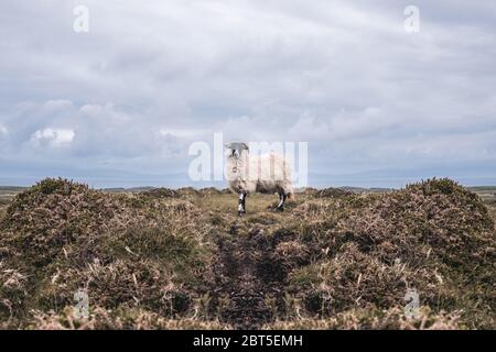 Un groupe de moutons debout sur un terrain verdoyant. Photo de haute qualité Banque D'Images