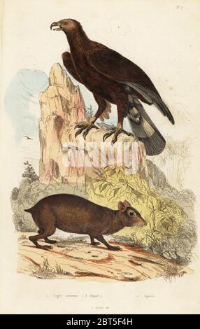 Golden Eagle, L'Aigle royal, Aquila chrysaetos 1 et de l'Amérique centrale, l'agouti Dasyprocta punctata 2. Aigle commun, l'agouti. Gravure coloriée par du casse après une illustration par Adolph Felix-Edouard Guerin-Meneville de frites's Dictionnaire pittoresque d'Histoire Naturelle (Dictionnaire pittoresque d'Histoire Naturelle), Paris, 1834-39. Banque D'Images