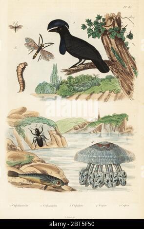 Le grondin volant Dactylopterus volitans, 1, Amazonian umbrellabird, Cephalopterus ornatus 2 Broscus cephalotes, coléoptère,, Cephalotes vulgaris 3 chou-fleur, méduses, Cephea cephea Cephea dubreuilli, 4, wasp, Cephus spinipes 5. Cephalacanth Cephaloptere Cephalote,,, Cephee, sp. Gravure coloriée par Pfitzer Felix-Edouard Guerin-Meneville de's Dictionnaire pittoresque d'Histoire Naturelle (Dictionnaire pittoresque d'Histoire Naturelle), Paris, 1834-39. Banque D'Images