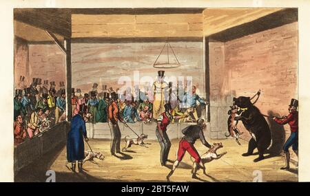 Les dandies de Regency observent un ours appâté par des chiens. Charley supervise le sport, tandis que les propriétaires de chiens attendent de libérer leurs chiens sur l'ours. Le Country Squire prend un PEP au Charleys Theatre Westminster, où les artistes sont de la vieille école. Gravure sur plaque de copperplate de couleur main, d'après une illustration de Henry Alken de Real Life à Londres, ou, les autres Rambles et aventures de Bob Tallyho, Esq. Et son cousin l'honorable Tom Dashall, par l'intermédiaire de la Metropolis, Jones, Londres 1821. Imitation anonyme de Pierce Egans Life à Londres. Banque D'Images