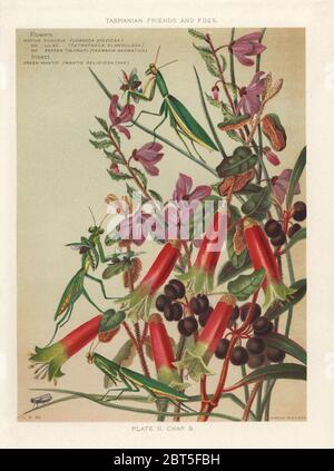 Fuchsia indigènes, Correa speciosa, lilas, natif Tetratheca glandulosa, native de poivre, Tasmannia aromatica avec mantis Mantis religiosa verte, var.. Chromolithographie après une illustration par Louisa Anne Meredith à partir de son livre, amis et ennemis, de Tasmanie, de plumes et de fourrure, à ailettes Marcus Ward, Londres, 1881. Banque D'Images