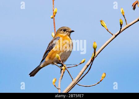 Portrait Bluebird gros plan au printemps, jour après jour Banque D'Images