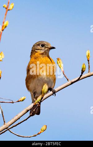 Portrait Bluebird gros plan au printemps, jour après jour Banque D'Images