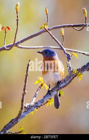 Portrait Bluebird gros plan au printemps, jour après jour Banque D'Images