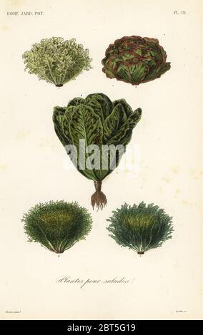 Salade de légumes, plantes pour les salades. Endives, Chicorium endivia, laitue, Lactuca sativa, laitue romaine, Lactuca sativa var. Longifolia, variétés de endives, Cichorium endivia var. Crispum. Gravure en acier de couleur main par Corbie d'après une illustration botanique d'Edouard Maubert de Pierre Oscar Reveil, A. Dupuis, FR. Gerard et François Herincqs la Regne Vegetal: Horticulture: Jardin Potager et jardin Fruitier, L. Guerin, Paris, 1864-1871. Banque D'Images