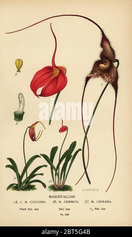 Orchidées: Masdevallia coccinea, Trisetella gemmata et Dracula chimera. Chromolithographe tiré d'une illustration de B. Herincq d'Edward Steps Favorite Flowers of Garden and Greenhouse, Frederick Warne, Londres, 1896. Banque D'Images
