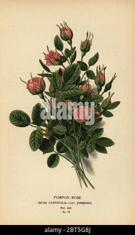 Pompon rose, Rosa centifolia var. Pomponia. Chromolithographe tiré d'une illustration de Desire Bois d'Edward Steps Favorite Flowers of Garden and Greenhouse, Frederick Warne, Londres, 1896. Banque D'Images