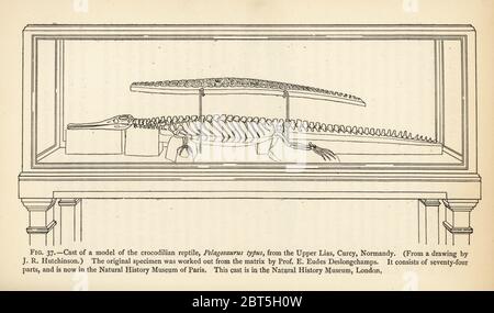 Modèle du reptile crocodilien Pelagosaurus typus des Lias supérieurs, Curcy, Normandie. Le spécimen original a été élaboré à partir de la matrice par le professeur E. Eudes Deslongchamps. Gravure après une illustration de J.R. Hutchinson de Henry Neville Hutchinsons créatures des autres jours, études populaires en paléontologie, Chapman and Hall, Londres, 1896. Banque D'Images