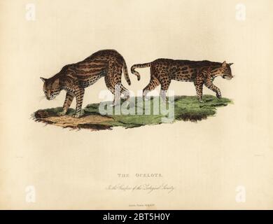 Ocelot, Leopardus pardalis. Les ocelots dans les Jardins de la Société zoologique. Coperplate de couleur main gravée par Russell d'après une illustration de Horace S. Smith de William Smellies, traduction du comte Georges Buffons Histoire de la Terre et nature animée, Thomas Kelly, Londres, 1829. Banque D'Images