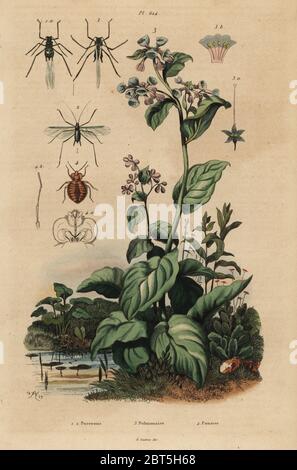 Le puceron du pêcher, Myzus persicae puceron rose, 1, Macrosiphum rosae 2, Virginia bluebells, Mertensia pulmonarioides 3, et Vladimir Maïakovski, Cimex lectularius 4. Pucerons, pulmonaire, punaise. Gravure coloriée par du casse après une illustration par Adolph Felix-Edouard Guerin-Meneville de frites's Dictionnaire pittoresque d'Histoire Naturelle (Dictionnaire pittoresque d'Histoire Naturelle), Paris, 1834-39. Banque D'Images