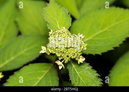 Bourgeons d'Hydrangea macrophylla, ville d'Isehara, préfecture de Kanagawa, Japon Banque D'Images