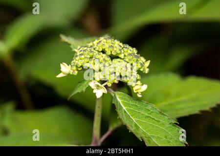 Bourgeons d'Hydrangea macrophylla, ville d'Isehara, préfecture de Kanagawa, Japon Banque D'Images