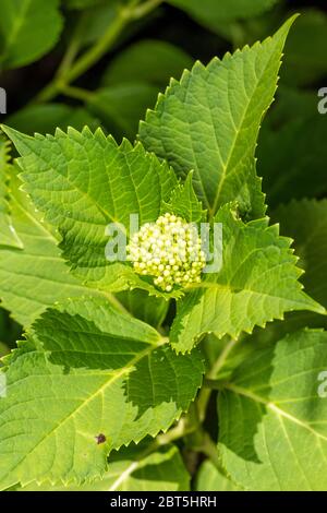 Bourgeons d'Hydrangea macrophylla, ville d'Isehara, préfecture de Kanagawa, Japon Banque D'Images