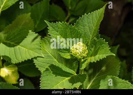 Bourgeons d'Hydrangea macrophylla, ville d'Isehara, préfecture de Kanagawa, Japon Banque D'Images