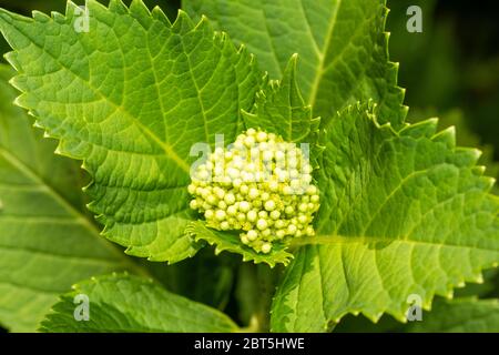 Bourgeons d'Hydrangea macrophylla, ville d'Isehara, préfecture de Kanagawa, Japon Banque D'Images