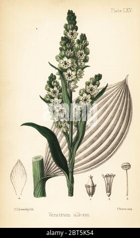 Faux helleborine ou européenne, l'hellébore blanc Veratrum album. Lithographie coloriée par Charlotte Caroline baleine à partir de la flore de l'île Hamilton, Homeopathica Bailliere, Londres, 1852. Banque D'Images