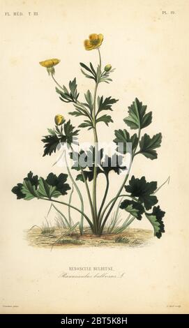 Navet ou butterbutterbutter de St. Anthony, Ranunculus bulbosus, Renoncule bulbeuse. Gravure en acier de couleur main par Alphonse-Leon Noel d'après une illustration botanique de Charles Louis Constans de Pierre Oscar Reveil, A. Dupuis, FR. Gerard et François Herincqs la Regne Vegetal: Flore Médicale, L. Guerin, Paris, 1864-1871. Banque D'Images