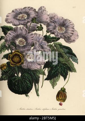 L'abutilon Abutilon striatum, rayé, à feuilles de vigne, abutilon vitifolium Abutilon, et lourd, parfumée à l'abutilon Abutilon graveolens. Handfinished chromolithographie par Noel Humphreys après une illustration par Jane Loudon de Loudon Madame Jane's Ladies Jardin de fleurs ou plantes de serre ornementales, William S. Orr, Londres, 1849. Banque D'Images