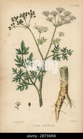 La pruche commun, Conium maculatum. Lithographie coloriée par Henry baleine après une illustration par M. D. à partir de la flore de l'île Hamilton, Homeopathica Bailliere, Londres, 1852. Banque D'Images